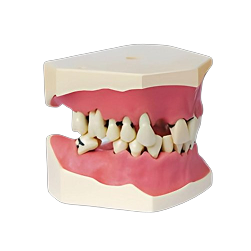Dental Education Models
