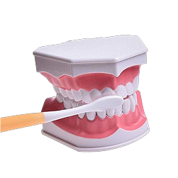 Oral Hygiene Models