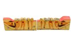 Sagittal Section Mandibular Anatomical Model