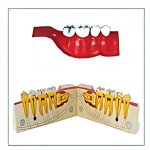 Sagittal Section Mandibular Anatomical Model
