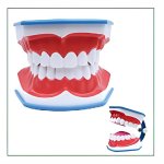 Large Brushing Demonstration Model – Includes Tongue