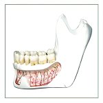 Interactive Mandibular Model – Open Flap with Internal Landmark Display