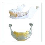 Anatomical Mandible Model