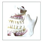 Sectioned Maxilla and Mandible Model with Neurovascular Anatomy