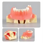 Sinus Lift Practice Model with Muccosa - Type 1