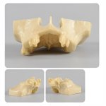 Sinus Lift Practice Model without Muccosa