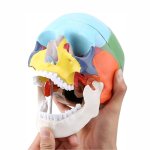 Anatomical Skull Model with Highlighted Landmarks