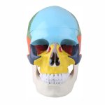 Anatomical Skull Model with Highlighted Landmarks