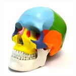 Anatomical Skull Model with Highlighted Landmarks
