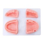 Dental Suture Training Kit – Alveolar Mucosa Simulation with Tools