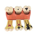 4X Enlarged Caries Developing Model