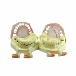 Periodontal Disease Model