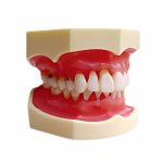 Periodontal Disease Model